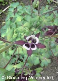 Aquilegia vulgaris 'Magpie'                       